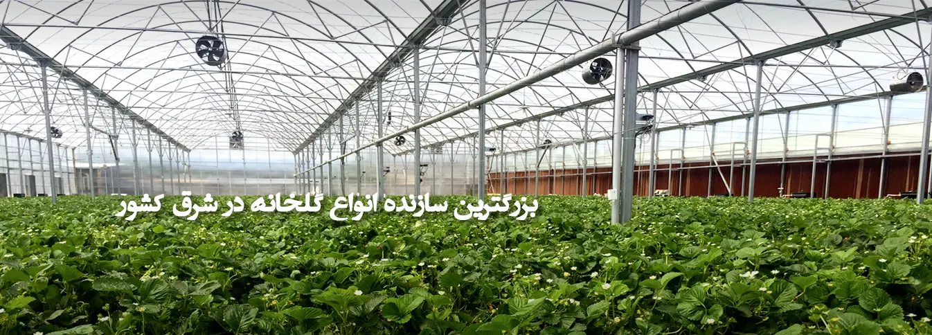 کشت هیدروپونیک توت فرنگی